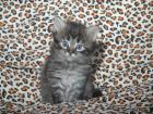 Sibirische Katzenbabies vom Ohlenberg
