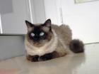 Deckkater der Rasse Ragdoll